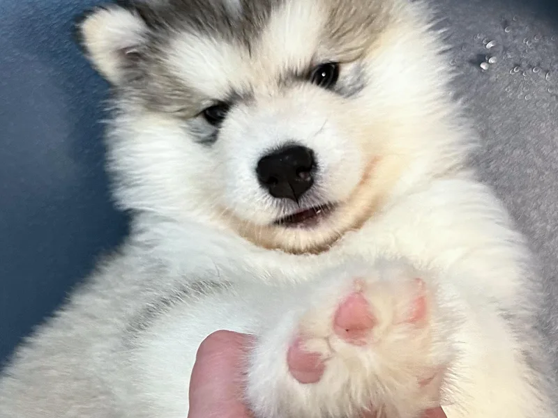 Alpenglow Alaskan Malamutes photo 1