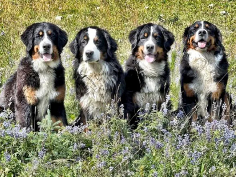 Alpenheart Bernese Mountain Dogs