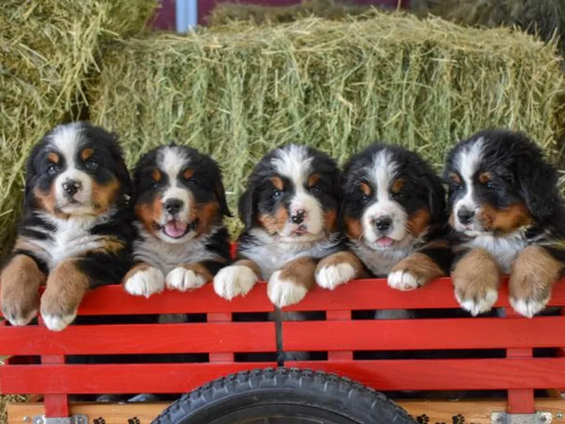 AlpenStar Bernese