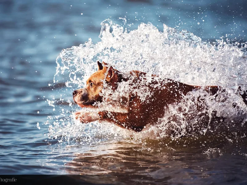 Alpha Alliance Kennels