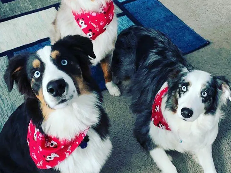 Alpha Aussies