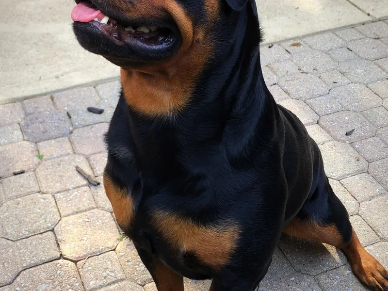 Alpha Co. Rottweilers