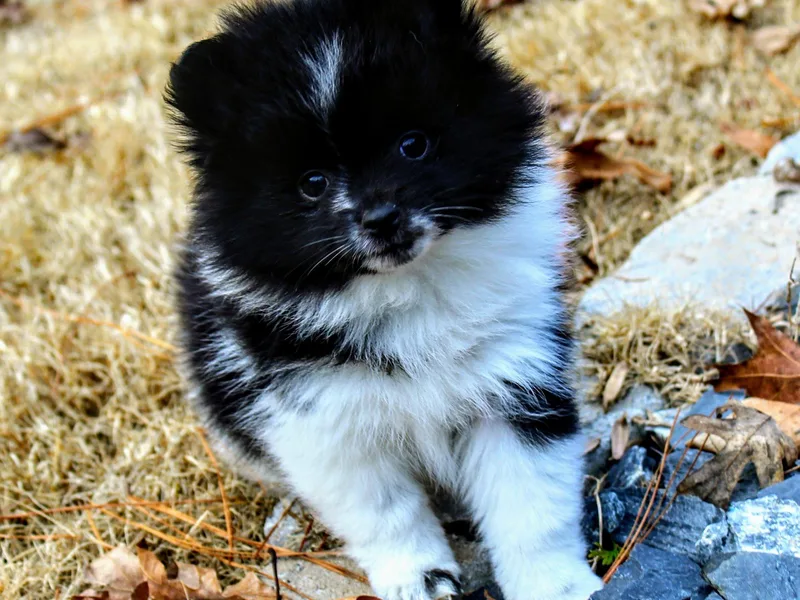 Alpha Poms &amp; Pomskies