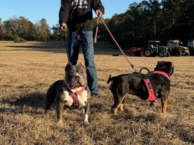 Alpha Street Bully Kennels