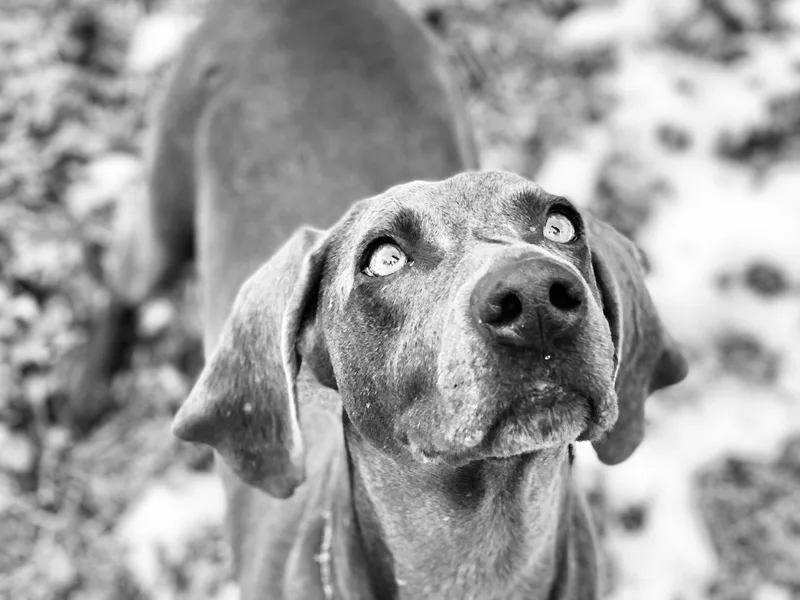 Alpha Weims by The Mattas Kennel