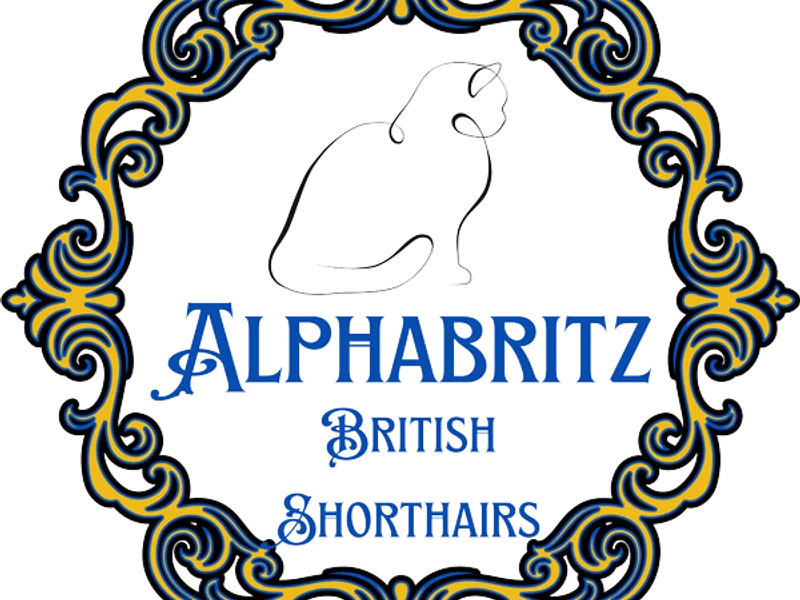 Alphabritz British Shorthairs photo 1