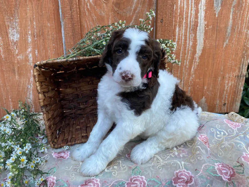 Alpine Acres Poodles