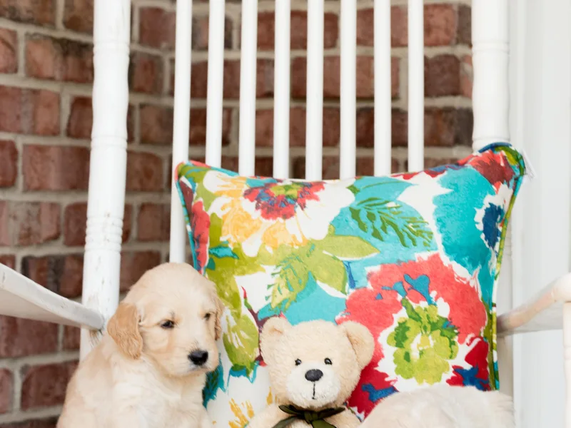 Alpine Angel Puppies