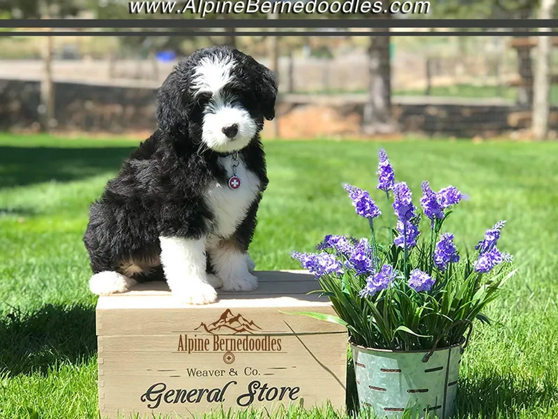 Alpine Bernedoodles photo 1
