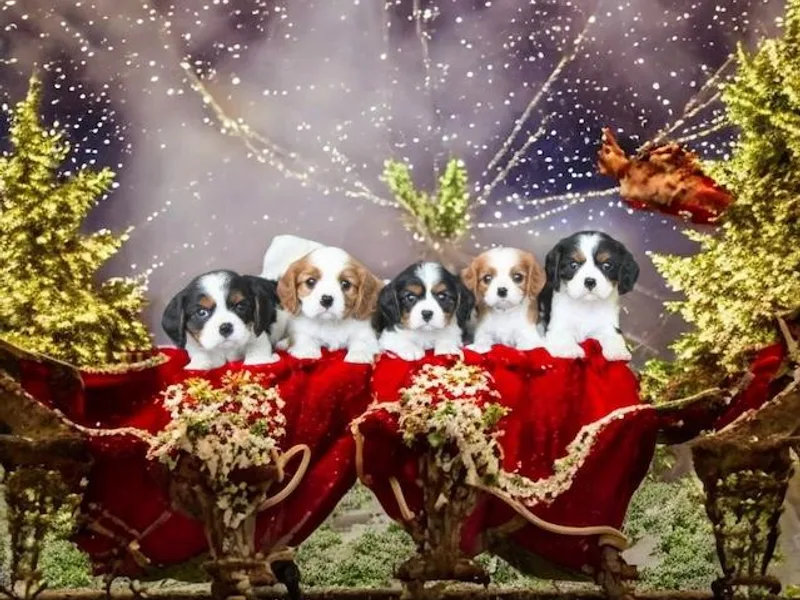 Alpine Breeze Cavaliers