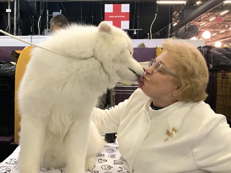 Alpine Glo Samoyeds photo 1
