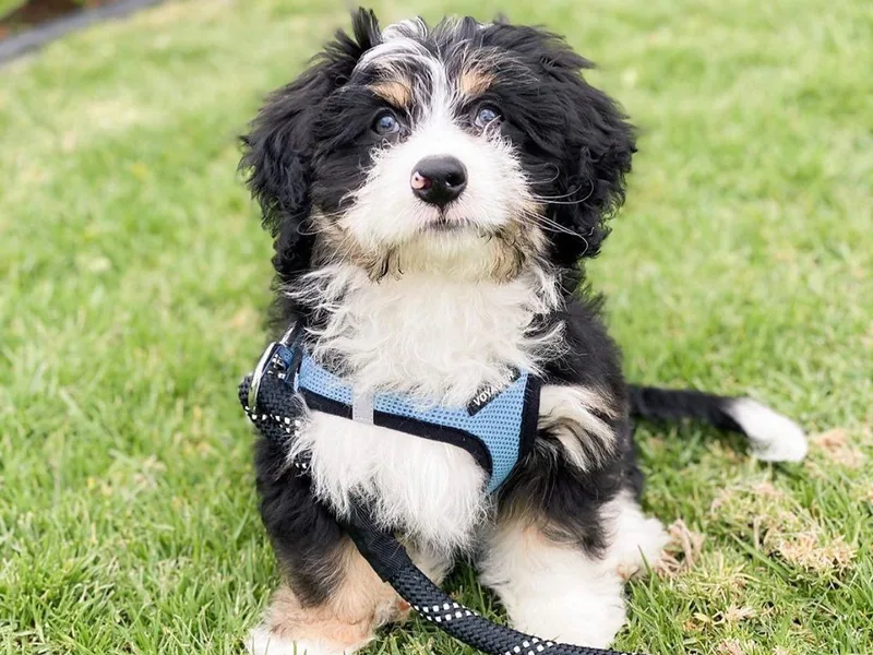 Alpine Mini Bernedoodles