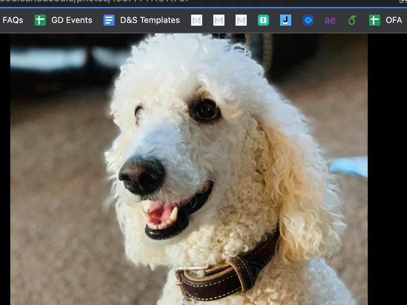 Alpine Poodle and Doodle