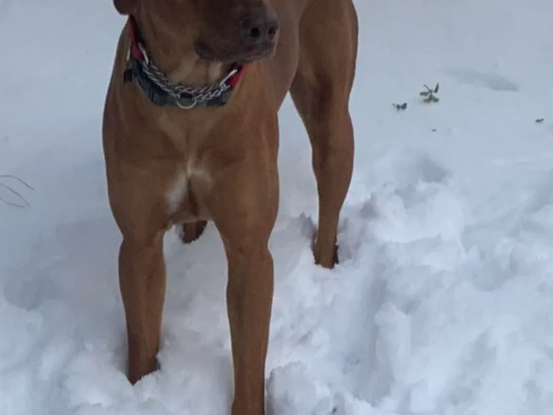 Alpine Ranch Ridgebacks