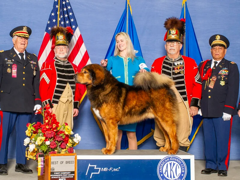Alpine Tibetan Mastiffs photo 1
