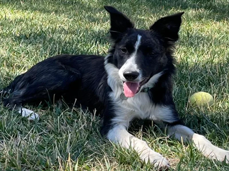 Already There Border Collies