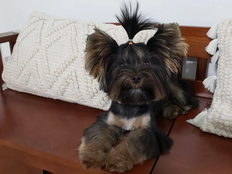 Alsop's Precious Paws