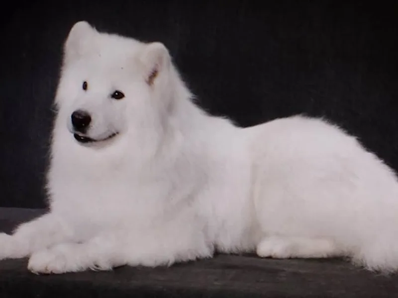 Alta Samoyeds