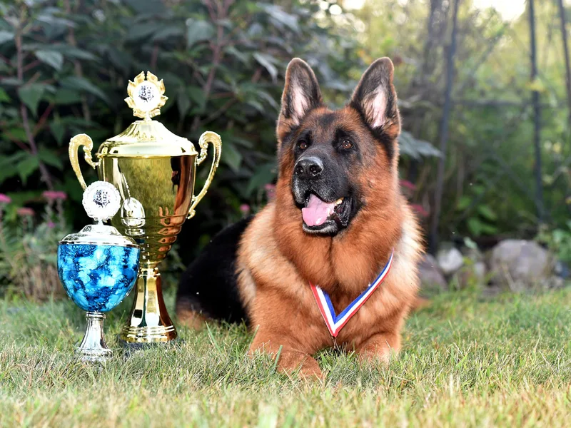 Alta-Tollhaus German Shepherds