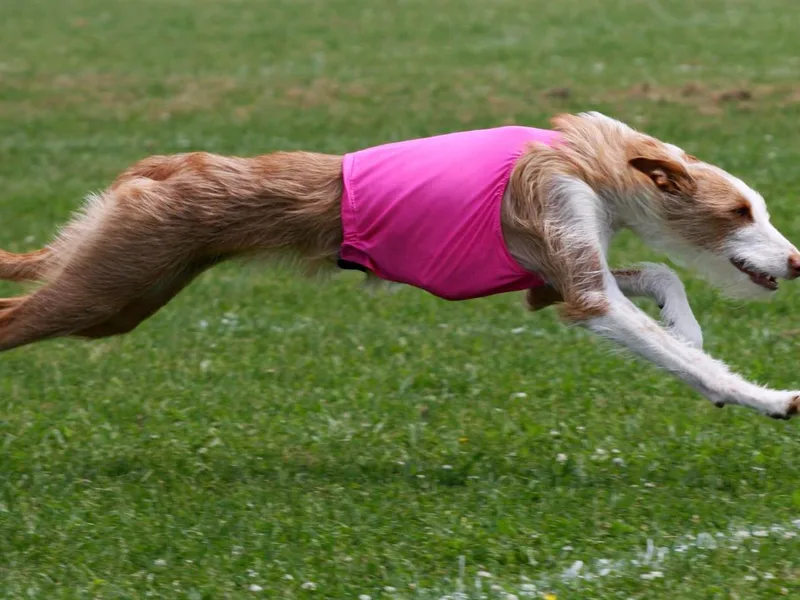 Altamira Ibizan Hounds photo 1