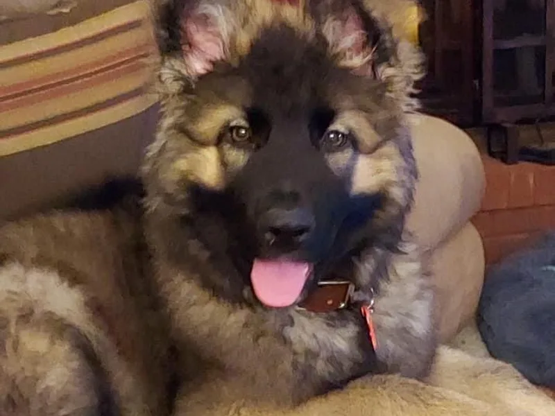 Alte Schule Shepherds