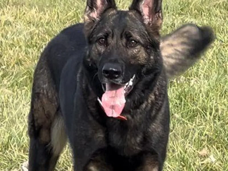 Alten Waechter German Shepherds