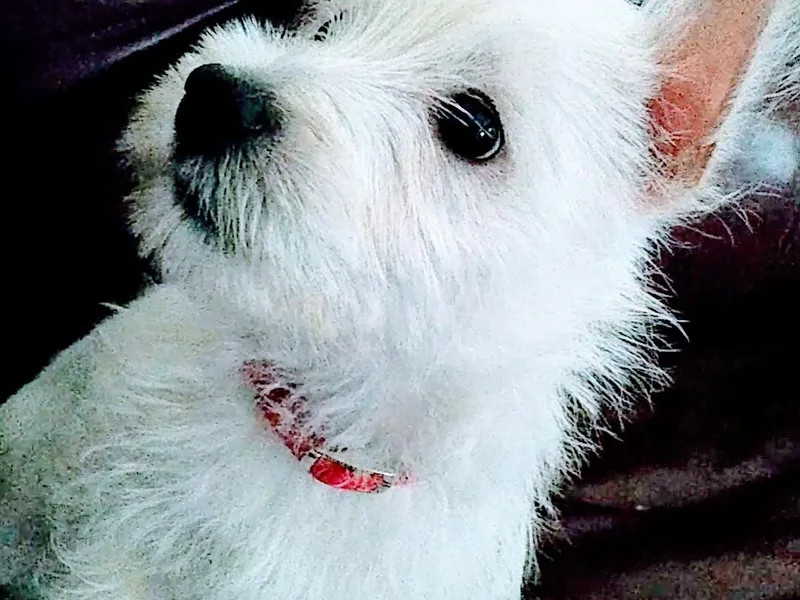 Altepeter West Highland Terriers