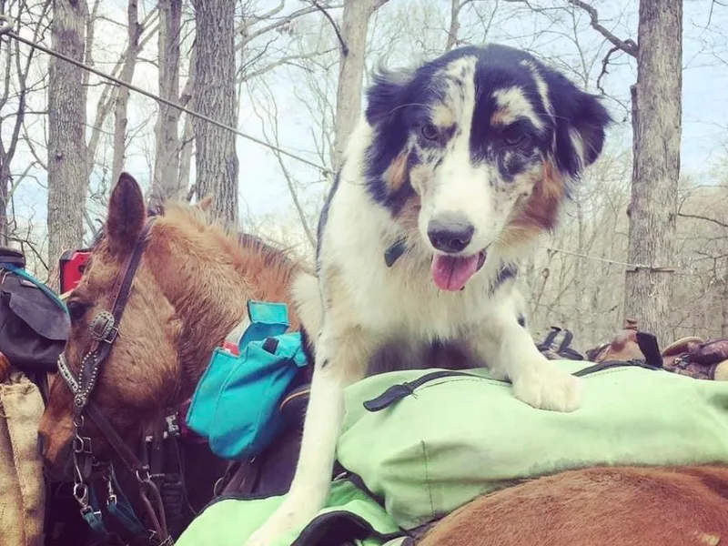 Althoff’s Australian Shepherds