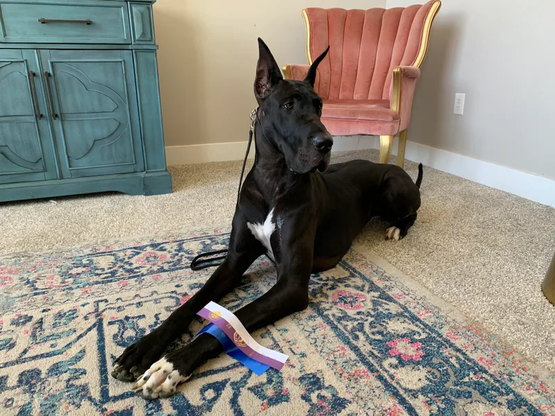 Altitude Great Danes