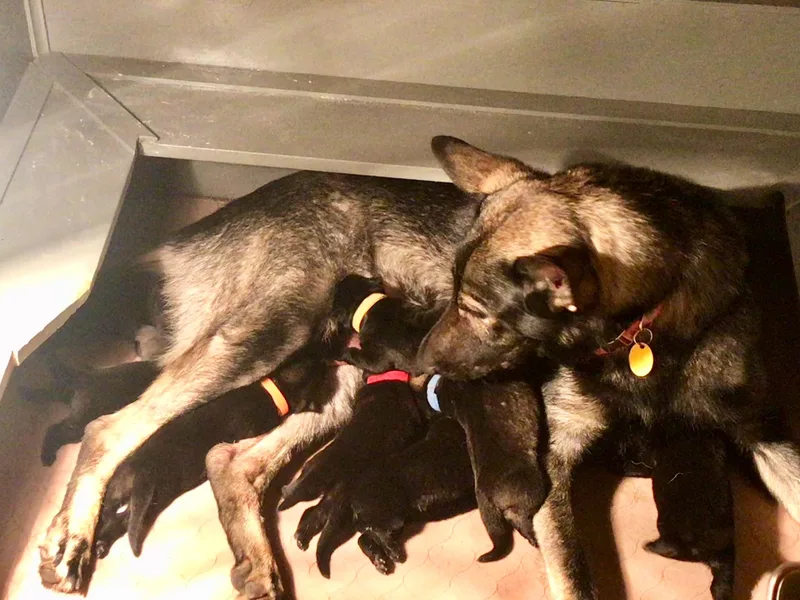 Altvater German Shepherds