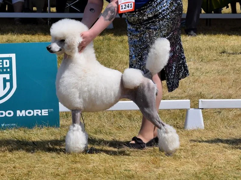 Alue Standard Poodles