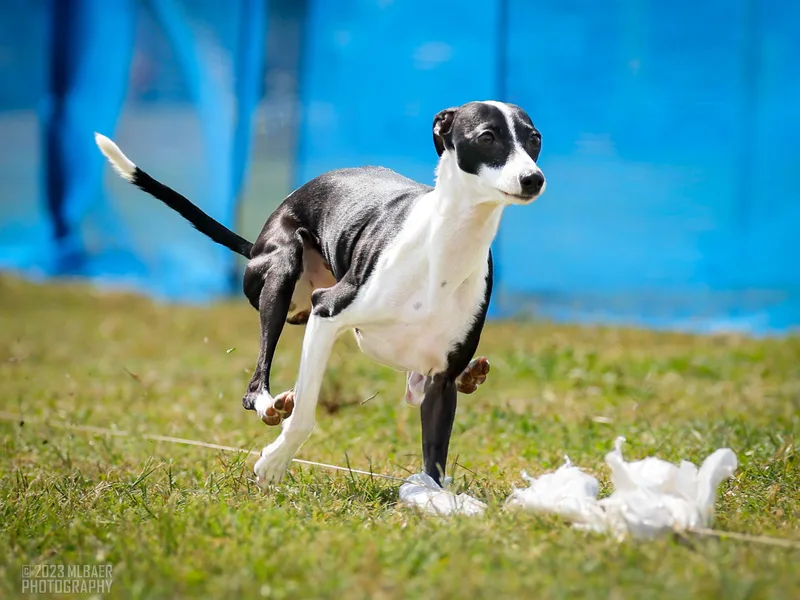 Alura Italian Greyhounds photo 1