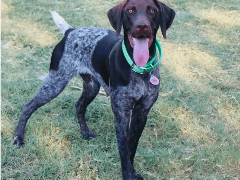 Alvarado Farm Kennels, LLC