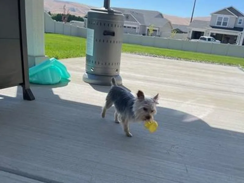 Alvarado’s Yorkies