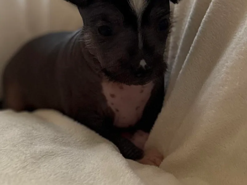 Alvarez Chinese Crested