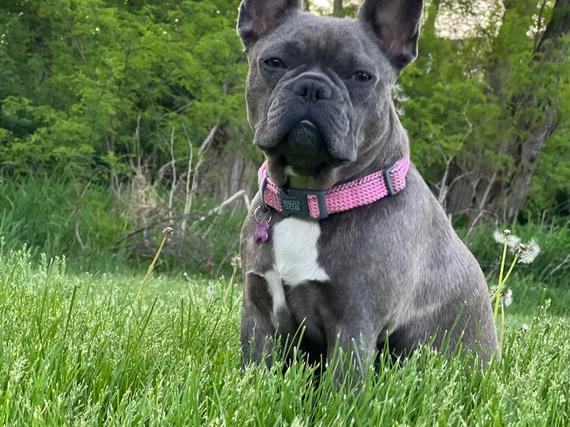 AlvarezFrenchBulldogs