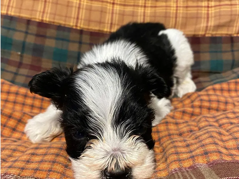 Alves Miniature Schnauzers
