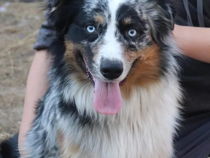 Always Awesome Aussies