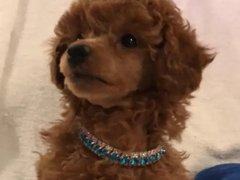 Always Best Kennels, Inc