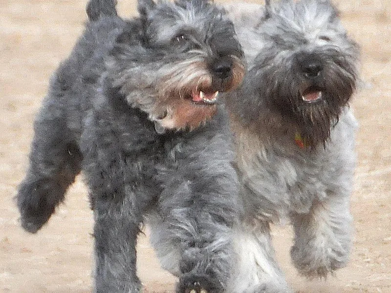 Always Bouviers photo 1