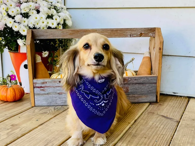 Always Faithful Dachshunds