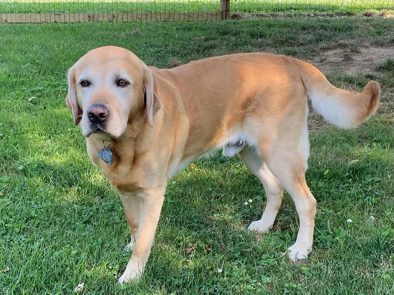 Always Faithful Labradors