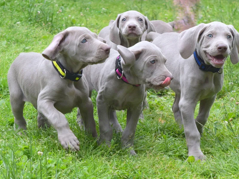 Always Faithful Weimaraners