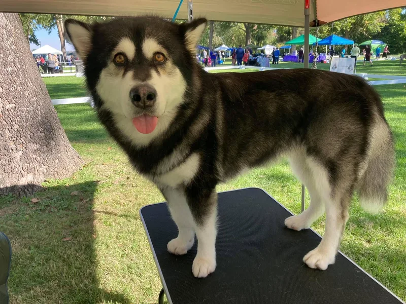 Alyeska Kennels photo 1