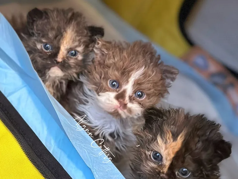 ALYNNCATTERY