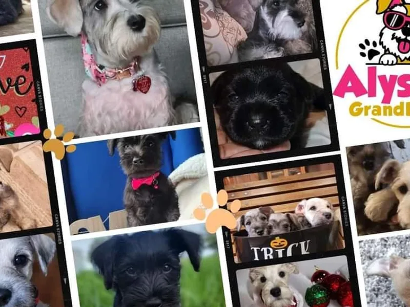 Alysha's Grandbabies