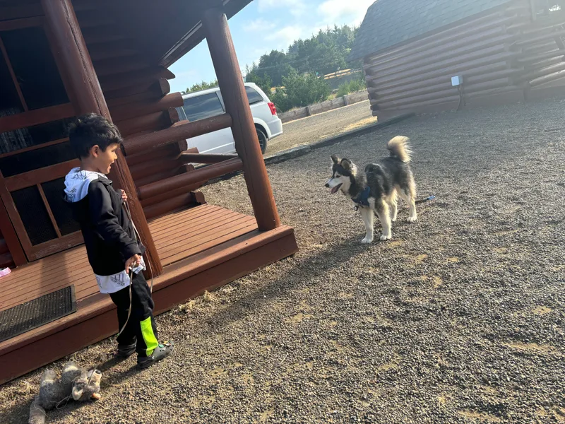 Alyssa’s Pomskies