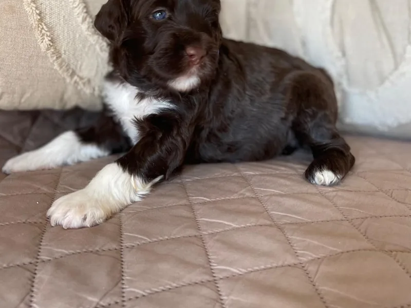 Amada Portuguese Water Dogs