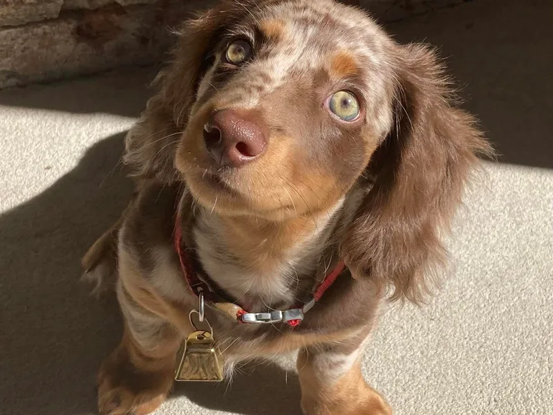 Amanda Ruth’s Doxie Darlins