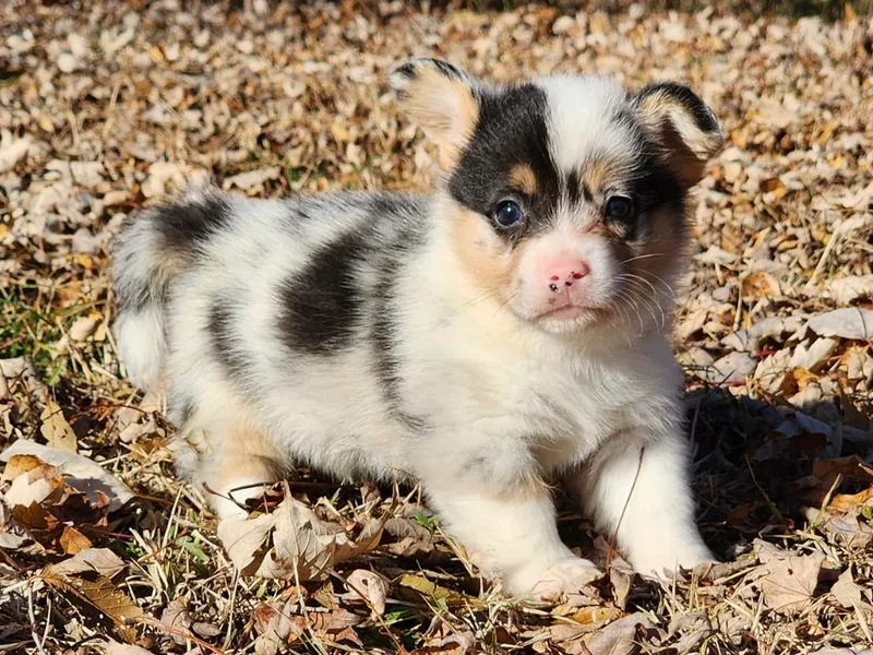 Amanda's Corgi Puppies